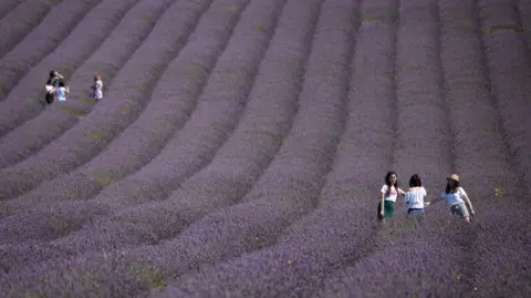 Getty Images Hitchin Lavender