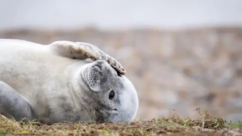 A grey seal pup rests on beach on its back. It has one of its paws resting on its head as it looks toward the sky. 