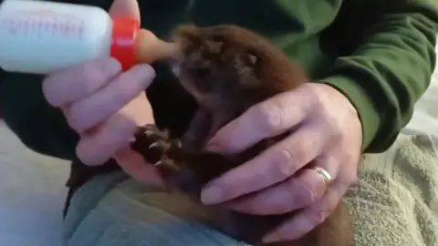 UK Wild Otter Trust A small otter on a towel being fed with a bottle by a person in a green top.