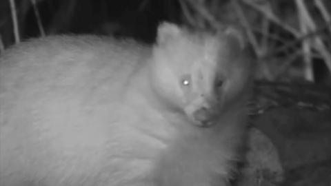 Blonde badger on black and white camera
