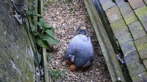 St Albans Cathedral A peregrine falcon sits on their eggs. Four have been laid by Boudica.