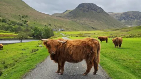 A Highland cow stands in the middle of a country road with hills in the background. Two other Highland cows are on the grass in the background 