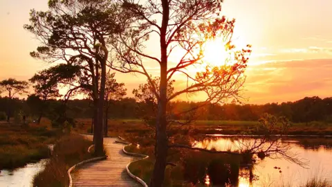 The image is a sunset image of Thursley Common boardwalk. Trees are silhouetted against an orange sky. To the left of the image is a wooden boardwalk with water either side. 