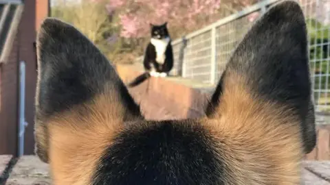 Guide Dogs The back of a German Shepherd's head and ears, trained towards a black and white cat sat on a wall directly facing it.