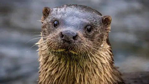 JONNY GIOS A brown river otter with a white chest looks at the camera