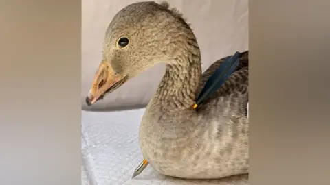 A brown goose sits upright with a copper-coloured bolt through its neck.