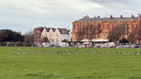 Southsea Common with fencing around a large area and a number of geese within it.