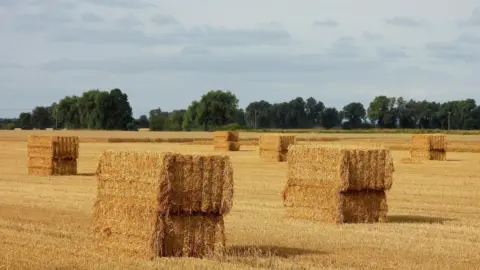 beetlebug Bales of hay are stacked together in a field of golden stubble, behind them green trees and a blue sky with clouds. 