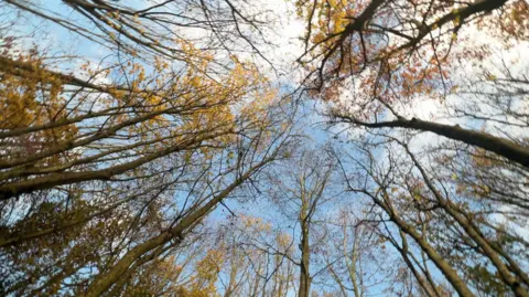 PA Media Looking up in a woodland
