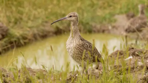 BBC Curlew