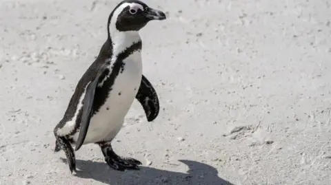 Getty Images An African penguin walks along the shore in South Africa.