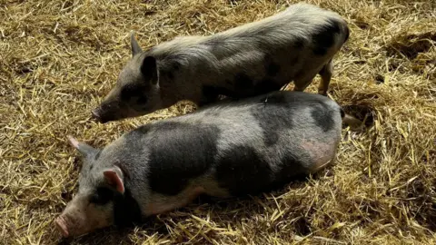 Elliot Deady/BBC Two pigs laying on hay