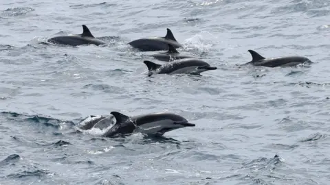 A pod of dolphins swimming in choppy grey-blue water.