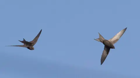 Two grey swifts chasing each other in the sky.