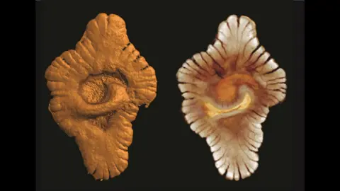 Abderrazzak El Albani A photograph of two examples of lobate macrofossils