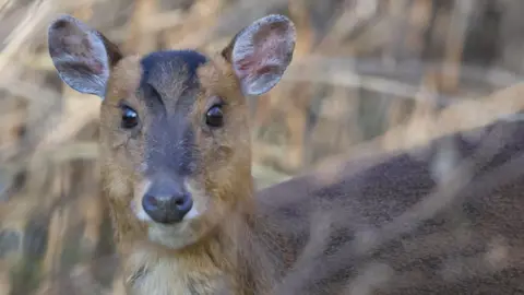 An image of a deer, in a field, the deer is looking straight at the camera, with blurred foliage around it. The animal has its ears up, a dark nose, dark eyes and light colour. You can just see its head and part of its body. 