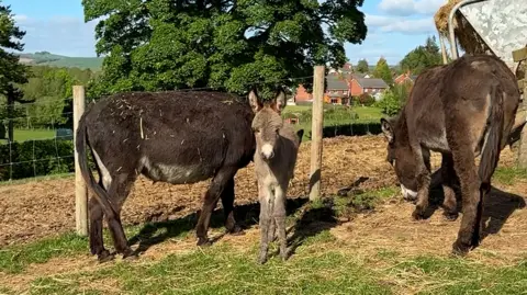 A grey foal stands in a field, on either side is one of its two brown donkey mothers