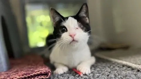 Close up shot from the front of one-eyed black and white cat Monsieur le Floof