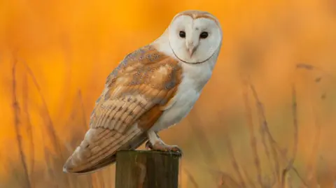 A barn owl is perched on a fencepost against a backdrop of a blurred, golden-orange field. The bird has bright, feathered wings in hues of bronze and gold, with a clean, white front. From its circular face, two deep-black eyes stare towards us, its head turned 90 degrees to its side-on body.