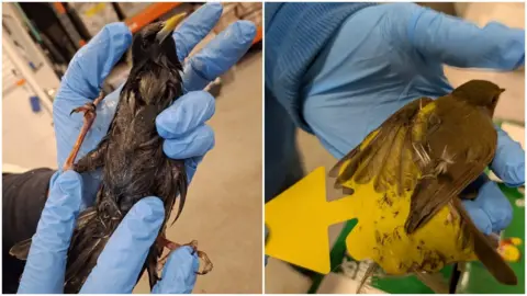 Wildlife Rescue Cork Two pictures sit side-by-side. On the left, a starling is held by a blue latex gloved hands. It is a black bird, with a yellow beak and is clearly covered in a stick subtsance. On the right a Robin is pictured stuck to a yellow stick stiff board.
