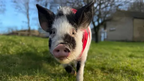 Close-up of Percy's face. He is a miniature black-and-white piglet. He has a big black spot on his white face and black ears. Percy is walking in a grassy field while wearing a red harness.