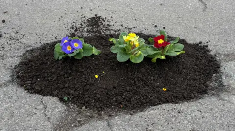 A pothole on a road that's full of soil with three primroses in it. 