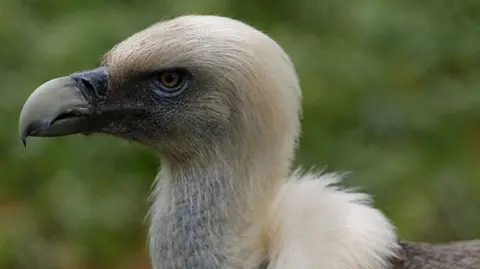 A griffon vulture standing on the ground, seen from the chest and neck up.