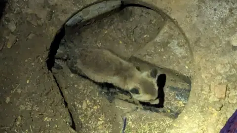 Leicestershire Fire and Rescue Service An image of a fox cub stuck in a storm drain