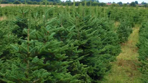 A field full of Christmas trees, with grass between them. A few homes are in the far distance.