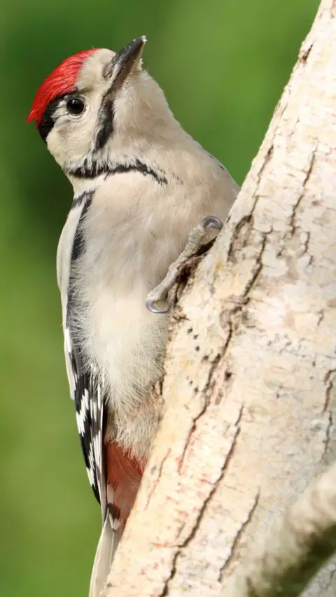 Sheila Tough Young woodpecker with a red flash at the top of its head, on the side of a tree.