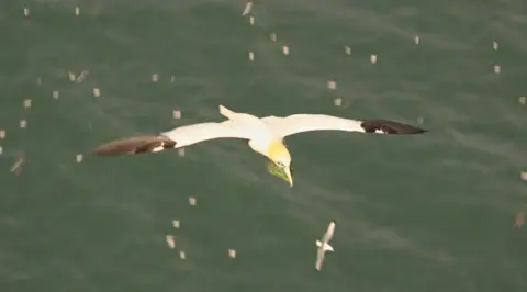 A large white bird with black wing tips and a yellow neck is flying over the sea. There are other white birds in the distance beneath it. 