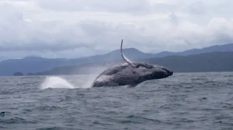 Natalia Botero-Acosta Humpback whale rising from the water