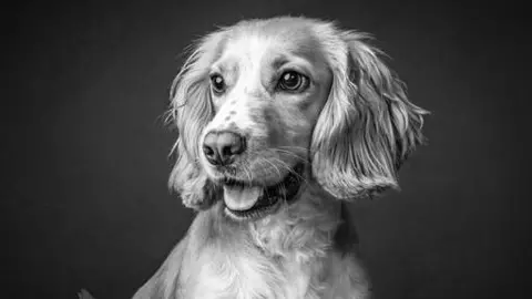 Hannah Povey The image shows a picture of a Cocker Spaniel called Betsy. The picture is in black and white. The background is a black wall. In the centre of the photo is the dog. She is looking off to the left. Her mouth is slightly open and her tongue is sticking out. She has fluffly ears. 