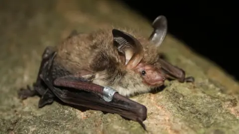 The Wildlife Trust A little bat sitting on a log with his wings tucked up next to it, big ears, small eyes and also has a small metal tag.