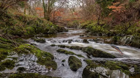 Robin Gladstone was out for a walk on the Bowhill estate near Selkirk when she took this image of the River Yarrow, including a leaping fish