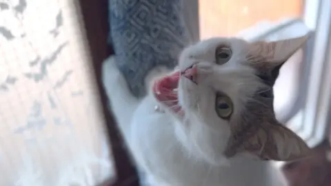 Stella the cat meows at her front door