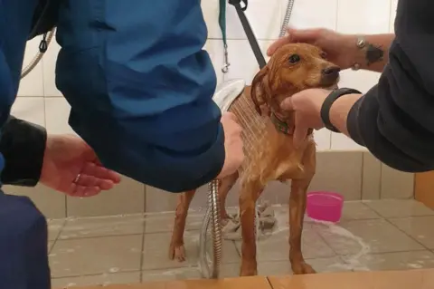 Margaret Green Animal Rescue A larger brown dog is washed in a shower by two volunteers.
