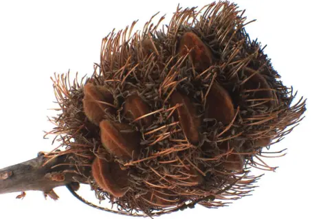 RBG Kew Coming in from the left hand side of the picture, on a white background, is a brown woody stem and on top is a strange looking spiky teasel-like seed head with eight closed seed pods attached. These open and release seeds when they are exposed to the extreme heat of fire. 