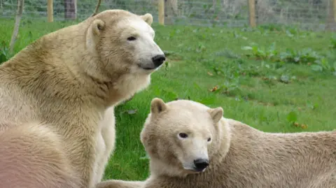 Flocke and Tala the polar bears