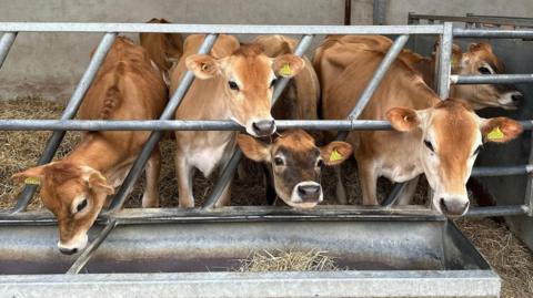 The seven selected Jersey heifers in a pen