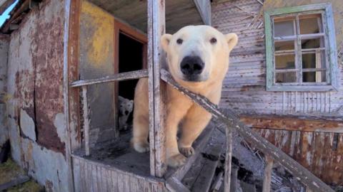 A polar bear looks on at the abandoned Soviet-era research station