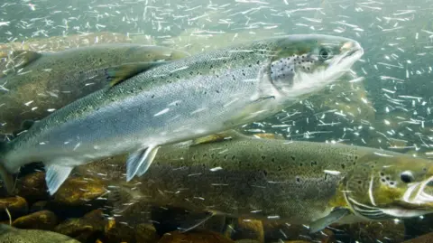 A group of three Atlantic salmon in a river