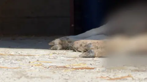 The legs of a sheep that is lying on its side.