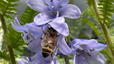 EmmaH A close-up image of the bee, tucked under one of the large petals of a lilac-coloured flower.