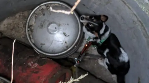 A dog in the bottom of a well, wearing a green harness, by metal cylinders, he is looking up at the camera, the dog is black, white and brown in colour. 