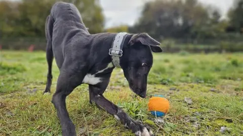 Greyhound Rescue Wales A black greyhound plays with a blue and orange tennis ball, his nose is nearly touching the ball in a grassy field.