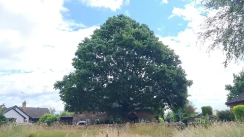 LDRS An oak tree dwarfing nearby houses