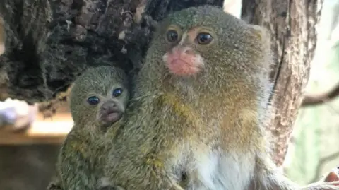 Drusillas Pygmy monkey at its mother