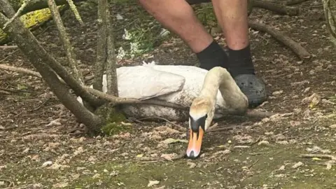 The swan that died cowering on the floor after the attack