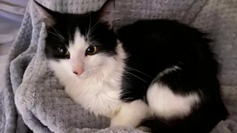 black and white kitten Lucky in a blanket
